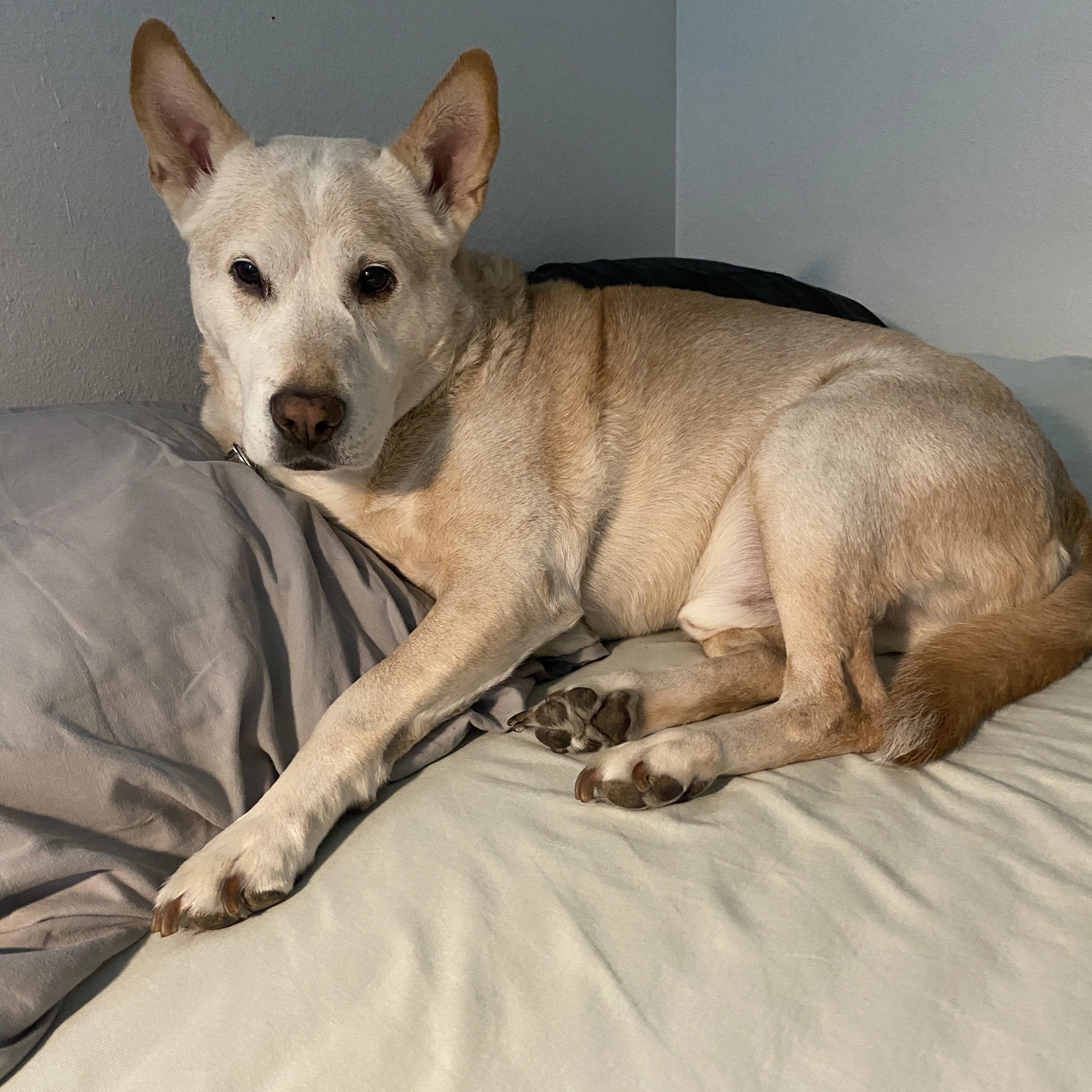 Image of Liz, a German Shepard, used as one of the training images in the CNN sequential model