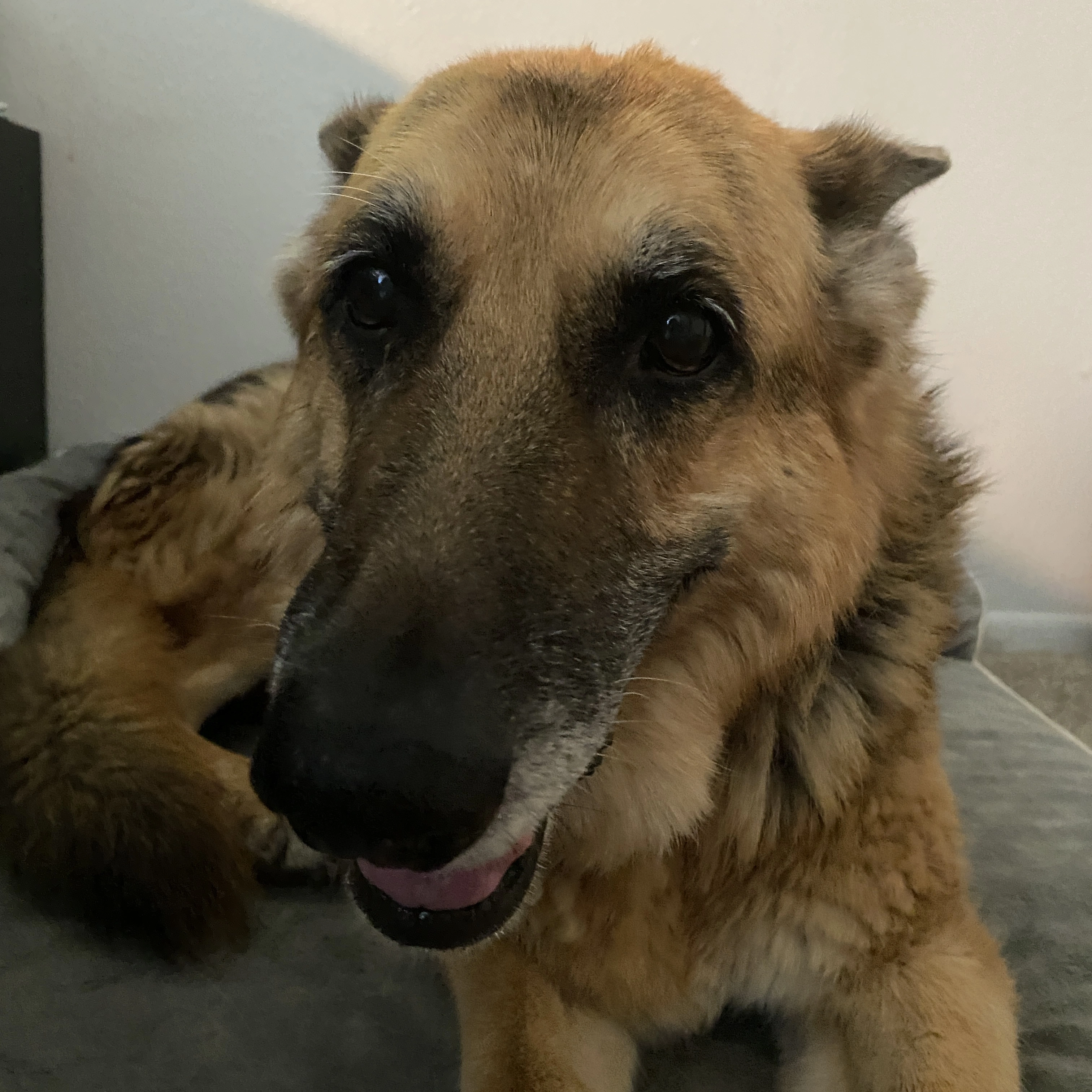 Image of Todo, a German Shepard and Labrador mix, also used as one of the training images in the model